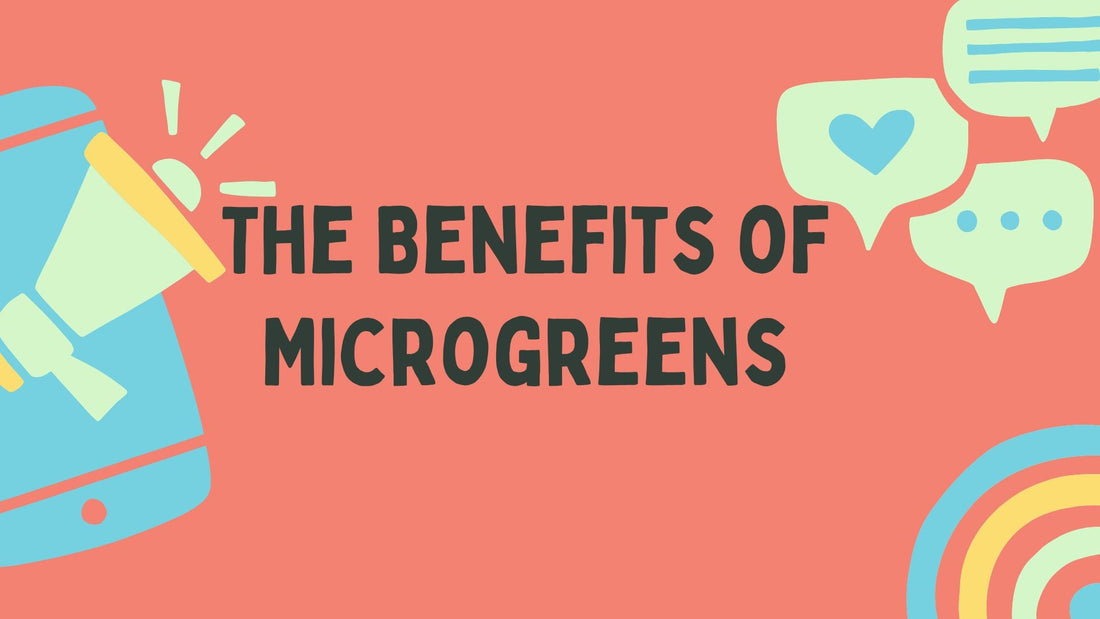 More Than a Concentrate: The Benefits of Microgreens