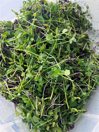 A Microgreens Fusion Mix | Enriched Being MG