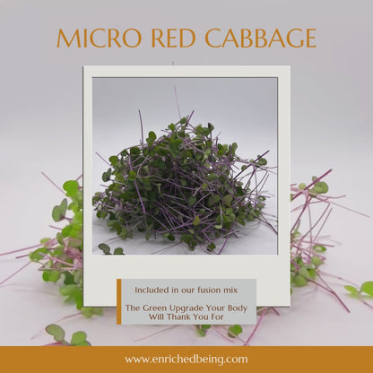 A Microgreens Fusion Mix | Enriched Being MG